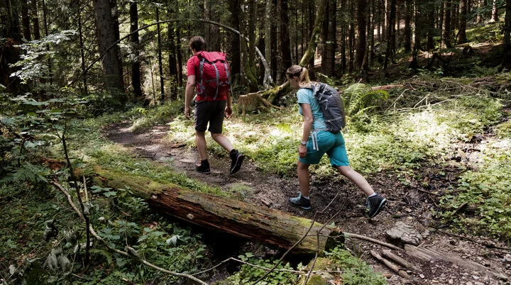 Wandern in den Chiemgauer Bergen | © DAV/Hans Herbig Zwei Wanderer auf dem Weg durch einen Wald | © DAV/Hans Herbig